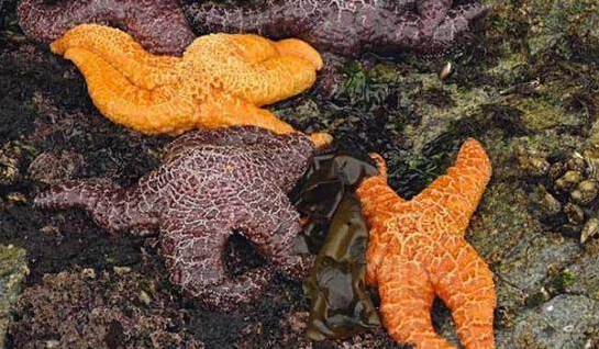 近2年來(lái)，估計(jì)有百萬(wàn)只海星自殺（臺(tái)灣中時(shí)電子報(bào)）