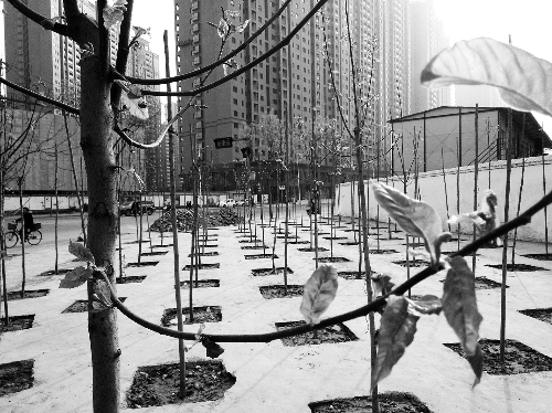 英協(xié)路沈莊北街路口空地上，城管雇人種的100多棵樹已經(jīng)長(zhǎng)出了嫩芽