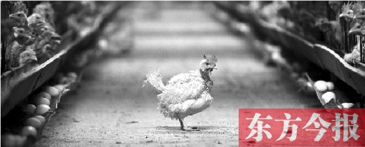 雞蛋賠本賣(mài)仍滯銷 養(yǎng)殖戶感嘆補(bǔ)貼政策有失公允 雞蛋賠本賣(mài)仍滯銷 養(yǎng)殖戶感嘆補(bǔ)貼政策有失公允