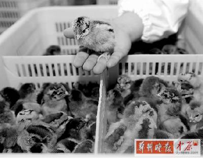 五一過后，雞苗價(jià)格逐步漲至2元