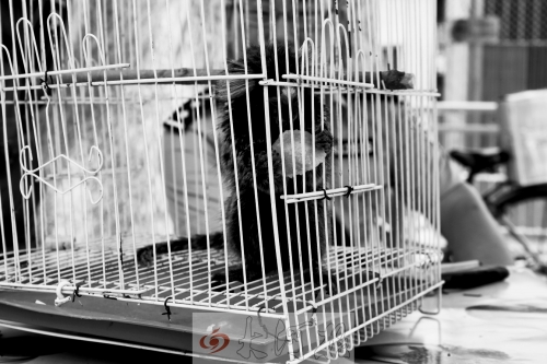 “別看俺個子小，中國很稀少！”