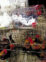 銷量大不如前，近期可能漲價