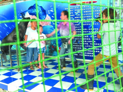 海獅就這樣被飼養(yǎng)員和攝影師擺弄，稍不聽話就會遭到毒打。