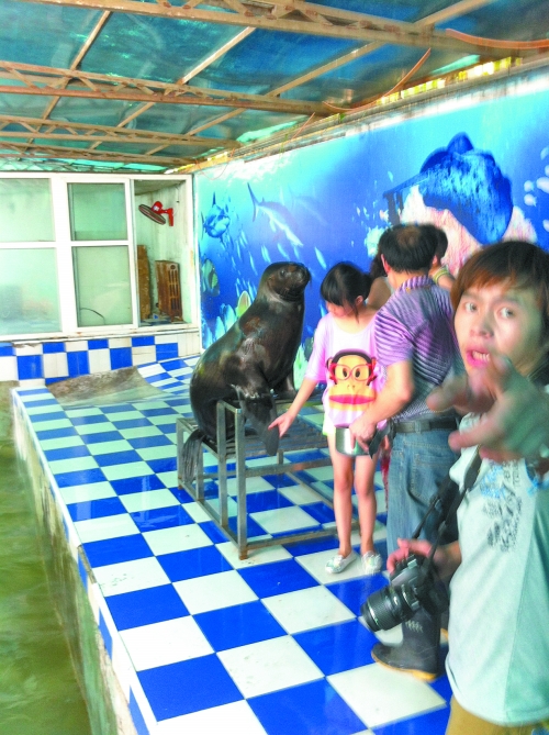 海獅館內(nèi)的攝影師警惕性很高,禁止記者拍照。