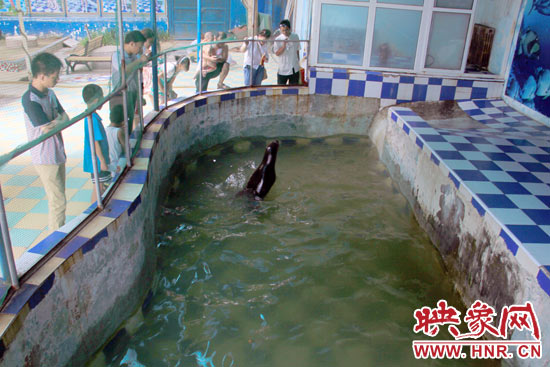 圖為游客在護欄網外面，觀看海獅的表演。