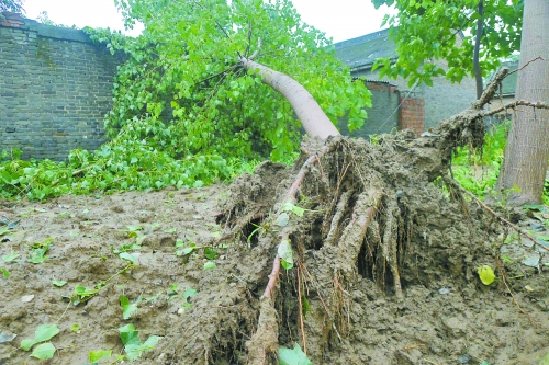 在焦作馬村區(qū)白莊老村，大樹被狂風(fēng)刮倒。