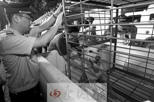 相關(guān)部門將加強管理，今年12月起烈性犬一律沒收。 （資料圖）