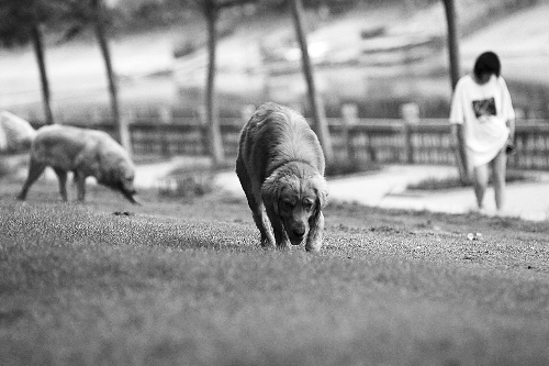 　喜歡養(yǎng)大狗狗的朋友，要抓緊給愛犬在郊外安個家哦！