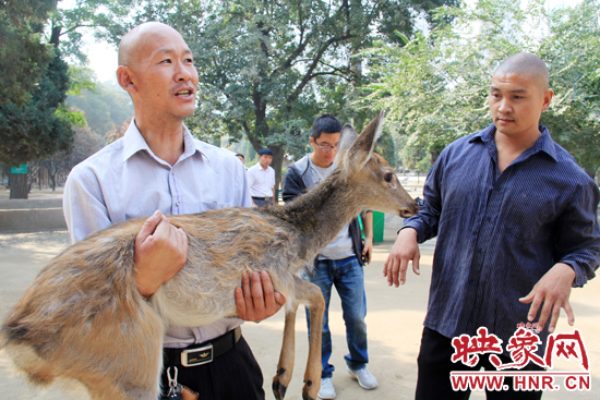 失主宋先生將“愛鹿”抱回家,并表示待小鹿傷情痊愈后,將其送到動物園,供市民觀賞。