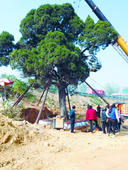 村民日夜守護(hù)著大柏樹