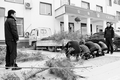 5名男子對(duì)盜竊公路綠化樹木行為供認(rèn)不諱