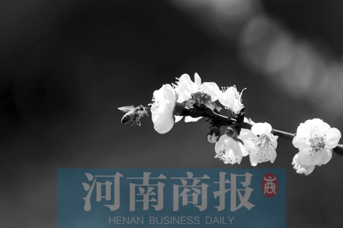 春暖花開(kāi) 記者 侯建勛/攝