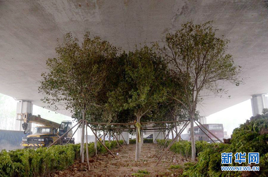 鄭州紫辰路與南三環(huán)交叉口向西，南三環(huán)快速路立交橋下，種植了40余棵大葉女貞，樹木已與立交橋底齊高。