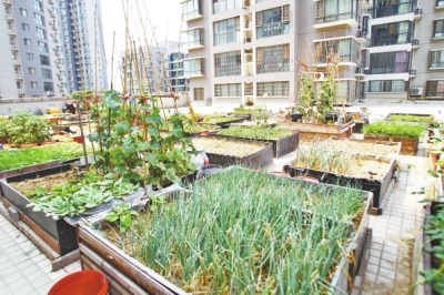  小區(qū)3層商鋪的樓頂是個大平臺，個人圍起來的“小菜園”約有50多個。