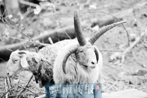 “咩……我的原主人說，他養(yǎng)了一輩子羊，也沒見過我這種情況”