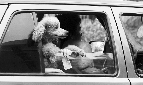 再帶著寵物出門(mén)坐出租車(chē)，可得想好了