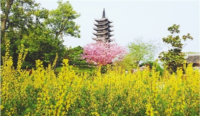 綠博園盛開(kāi)的鮮花“期待”和市民“約會(huì)”。