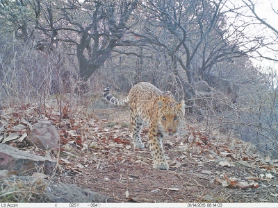 濟源蟒河林場發(fā)現(xiàn)金錢豹 被確認(rèn)至少存在3只以上 濟源蟒河林場發(fā)現(xiàn)金錢豹 被確認(rèn)至少存在3只以上