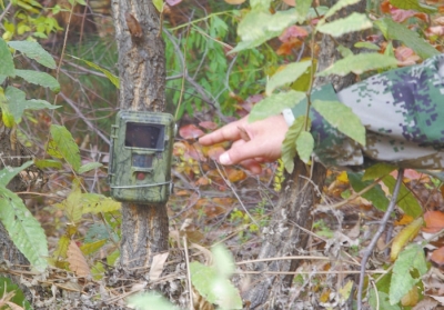 濟源蟒河林場發(fā)現(xiàn)金錢豹 被確認(rèn)至少存在3只以上 濟源蟒河林場發(fā)現(xiàn)金錢豹 被確認(rèn)至少存在3只以上