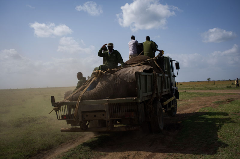 大象因破壞莊稼被強(qiáng)行“搬家” 大象因破壞莊稼被強(qiáng)行“搬家”