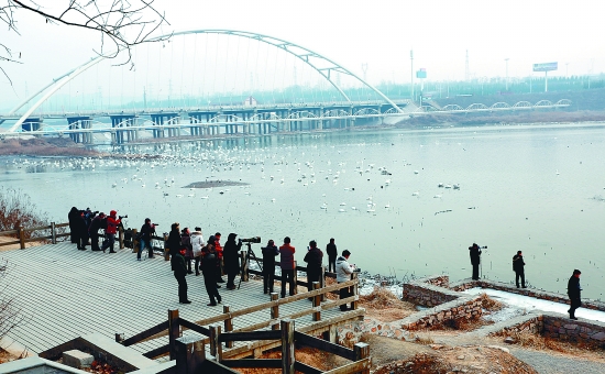 “哇!好多白天鵝?！? border=