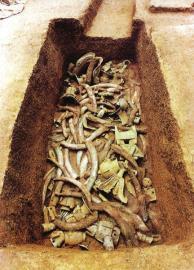 　　1月15日,青關(guān)山發(fā)掘出的大量象牙。攝影張磊　