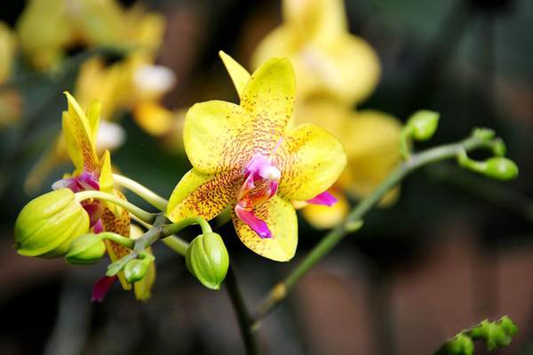 過年7天樂，老家河南春節(jié)享樂全攻略