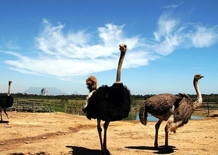 春節(jié)去哪兒？出游地圖告訴您！