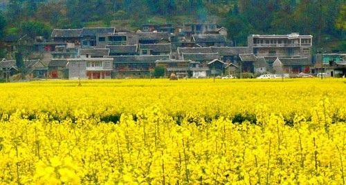 盤點(diǎn)全國(guó)13處絕美的油菜花觀賞地