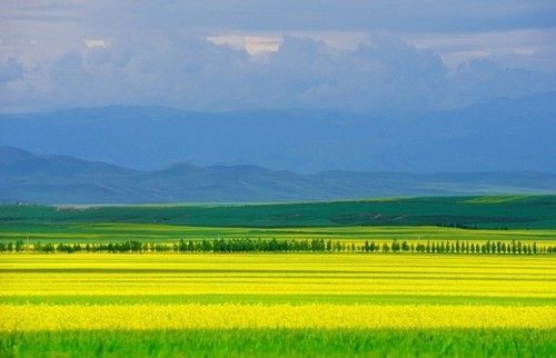 盤點(diǎn)全國(guó)13處絕美的油菜花觀賞地