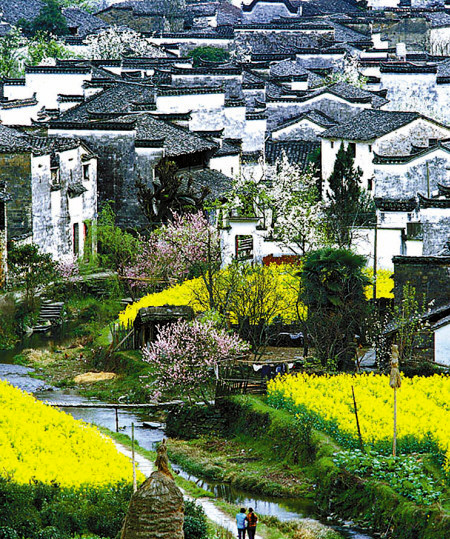 如何拍攝油菜花？達人教你7個拍攝技巧