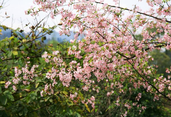 春享峨眉，樂游其中，且玩且珍惜