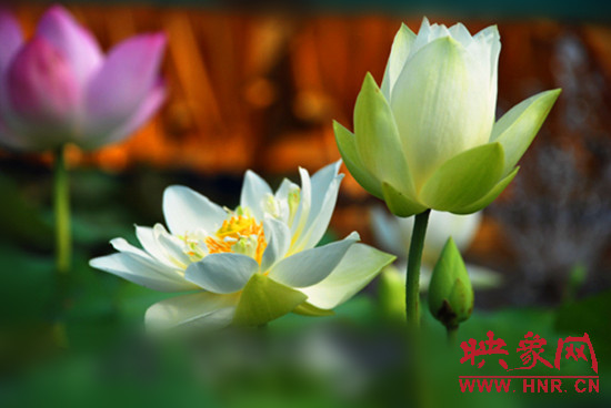 7月5日,第七屆淮陽(yáng)荷花節(jié)將于7月8日正式拉開序幕。