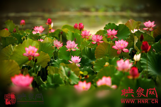 7月5日,第七屆淮陽(yáng)荷花節(jié)將于7月8日正式拉開序幕。