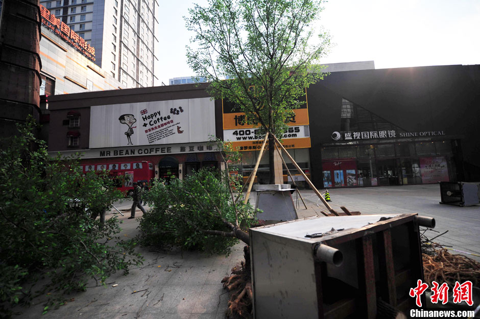 我和我的小伙伴們都驚呆了！沈陽真樹"種"上假樹葉