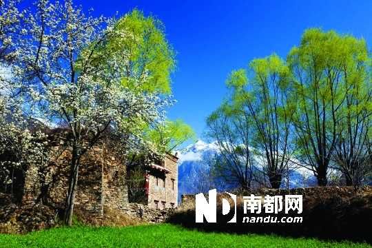 　　三月里,川西北的梨花盛放,寨子、碉樓、梨花……構(gòu)成最美的丹巴風(fēng)光。