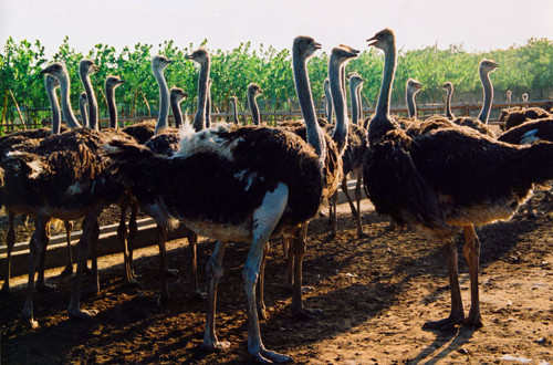 鴕鳥園精彩活動(dòng)邀您來參加