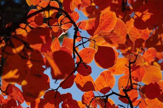 八達嶺紅葉 八達嶺紅葉