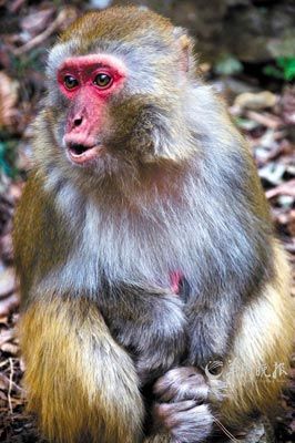 　　金鞭溪四周也是野猴的聚集地。