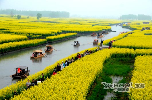 　　興化的油菜花最讓人心醉,因?yàn)闆]有一個地方能把油菜花和水景結(jié)合得如此到位。(圖片來源:CFP)