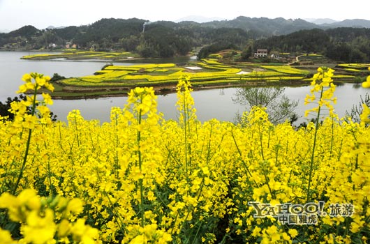 　　成片的油菜花同時開放,置身于其中,會感受到色彩給人的震撼和陶醉。(圖片來源:CFP)