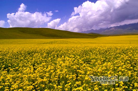 　　青海門源的油菜花景色甚為壯觀,十足的西部風(fēng)味。(圖片來源:CFP)