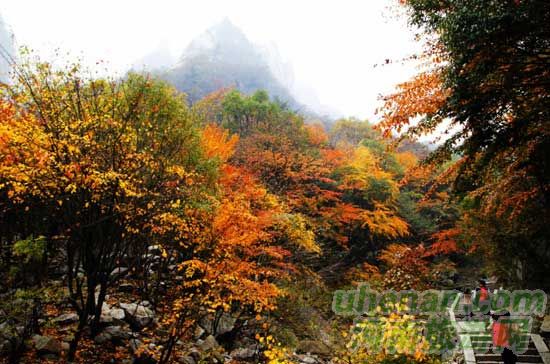深秋去堯山賞紅葉、泡溫泉、拜大佛