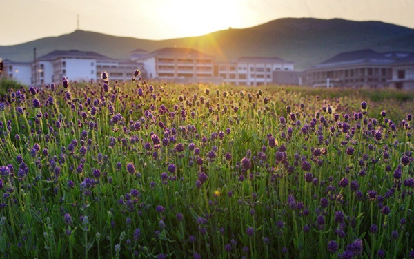 別樣蜜月，河南最適宜新婚度假的景區(qū)