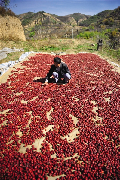 黃老漢家窯洞頂上鋪著一層紅棗,這也是他做黃饃饃的餡料。