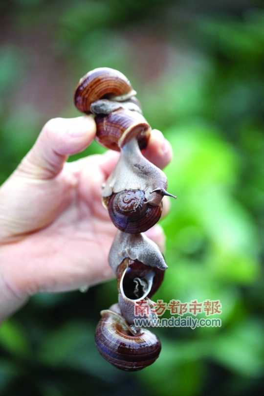 廣西的野生蝸牛追求原汁原味，做法也非常精簡。