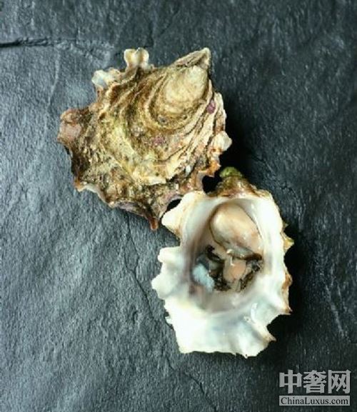 北半球好蠔不止法國(guó) 美加鮮味更足