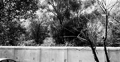 家長們熱切盼望的天明路小學(xué)規(guī)劃地，就在這個郁郁蔥蔥的院里