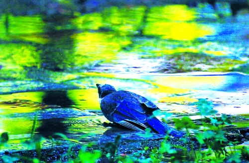 昨天，離三伏結(jié)束還有5天，鄭州、洛陽(yáng)拉響“紅色警報(bào)”