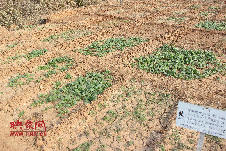 開心農(nóng)場(chǎng)哦，你可以再這兒包地，無(wú)毒無(wú)公害綠色產(chǎn)品